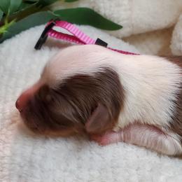 Miniature Australian Shepherd Puppies from Barnyard Mini Aussies