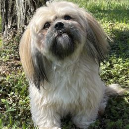 Zoey - Lhasa Apso