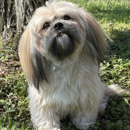 Zoey - Lhasa Apso