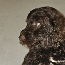 Goldendoodles from Ocean Breeze FL Goldendoodles