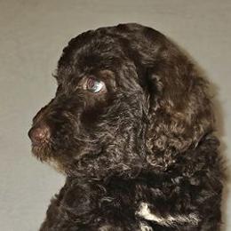 Goldendoodles from Ocean Breeze FL Goldendoodles