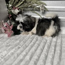 AKC Riley - Blue and white female Shih Tzu puppy in Elgin, South Carolina from Silver Bells Paw Prints