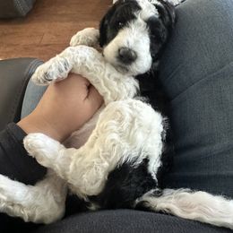 Poodle Puppies from Cano Homestead Poodles