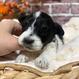 Jolene - Parti female Miniature Schnauzer puppy in Lufkin, Texas from C&K’s Schnauzer House
