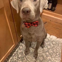 Labrador Retriever All Grown Up from Redfearn Retrievers