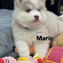 Mario - Merle male Pomsky puppy in Scandinavia, Wisconsin from Bonnie’s Little Fluffys