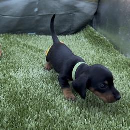 Black and Tan Wirehair - Black and tan male Dachshund puppy in Killeen, Texas from Southern Dachshunds
