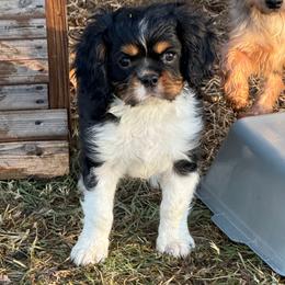 Sam - Tri-color male Cavalier King Charles Spaniel puppy in Atoka, Oklahoma from Boggy Depot Cavaliers & Friends