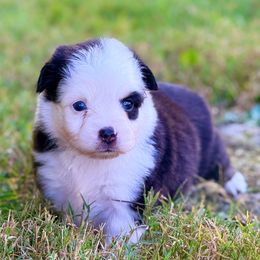 Tin Man - Black tri male Toy Australian Shepherd puppy in Blacksburg, South Carolina from Blue’s Family Aussies