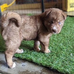 Siberian Husky Puppies from Wyant Farms