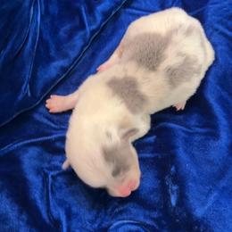 Girl 2 - Blue female Pembroke Welsh Corgi puppy in Moundville, Alabama from Cartee Corgis - Debi Cartee Mills