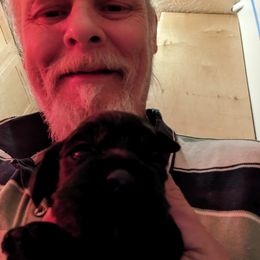Cocker Spaniel Puppies from Pups in the vine cockers