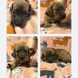 Apple - Brindle female Dachshund puppy in Saint Paul, Minnesota from Vibrant Eyes Doxies