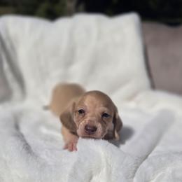 Prue - Cream female Dachshund puppy in Mcminnville, Tennessee from Red Barn Farms Minis