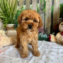 Bailey - Apricot female Cavapoo puppy in Lebanon, Missouri from Perkins Pups
