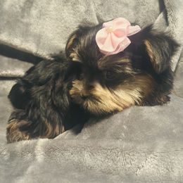 Girl 2 - Black and tan female Yorkshire Terrier puppy in Bakersfield, California from Yorkie To My Heart