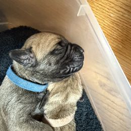 Blue Collar Boy - Fawn male Boerboel puppy in Warren, Michigan from BoHo Boerboels