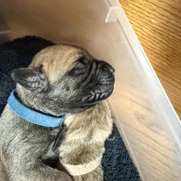 Blue Collar Boy - Fawn male Boerboel puppy in Warren, Michigan from BoHo Boerboels