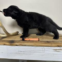 German Shepherd Puppies from Carbon Bold K9 Services