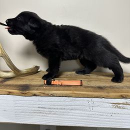 German Shepherd Puppies from Carbon Bold K9 Services