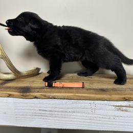 German Shepherd Puppies from Carbon Bold K9 Services