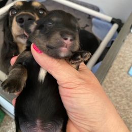 Dachshund Puppies from Jantera Mini Longhair Dachshunds