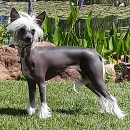 Gaga - Chinese Crested