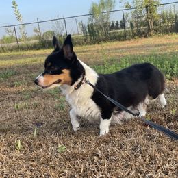 Coree - Pembroke Welsh Corgi