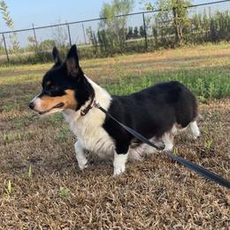 Coree - Pembroke Welsh Corgi