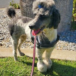 Angie - Parti female Poodle puppy in Orland, California from Elliott's Elite Puppies