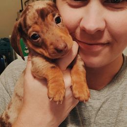 Dachshund Puppies from SouthernMama Doxies