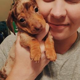 Dachshund Puppies from SouthernMama Doxies