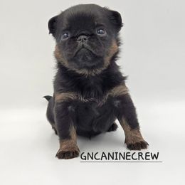 Honeysuckle - Black and tan female Brussels Griffon puppy in New Stanton, Pennsylvania from GN Canine Crew