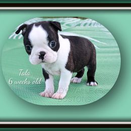 Girl 3-Tara - Black and white female Boston Terrier puppy in North Central, Vermont from Windy Valley’s Bostons