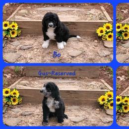 Bernedoodle Puppies from Foothills Family Doodles