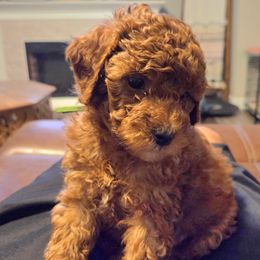 Green boy - Red  male Goldendoodle puppy in Nampa,, Idaho from Clig Doodle Days
