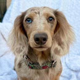 Mabel - Dachshund