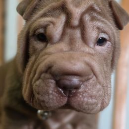 Trixie (Pink) - Chocolate dilute female Chinese Shar-Pei puppy in Salem, Ohio from WrinkleMonsters