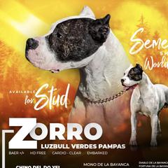 Zorro - Dogo Argentino