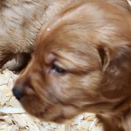 Girl Number 4 - Golden female Golden Retriever puppy in Ada, Oklahoma from OK GunDogs