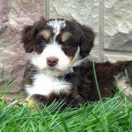 Darla - Red tri-color Aussiedoodle puppy in Minersville, Utah from Utah Faith Doodles
