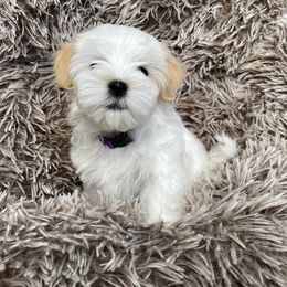 Maltipoo Puppies from A Batch of Cookie’s