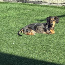 Frijol - Dachshund