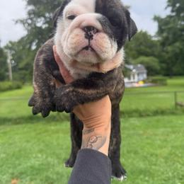 Shandy - Red brindle and white female Bulldog puppy in Topeka, Kansas from Midwest Monster Made Bulldogs
