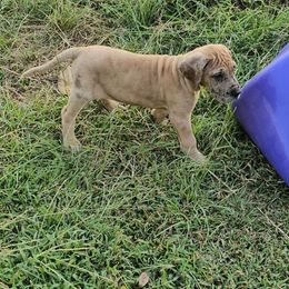 Yasmine - Merle female Great Dane puppy in Jerusalem, Arkansas from Mara Danes