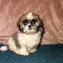 Boy two - Cream and white male Shih Tzu puppy in Vinemont, Alabama from Puppy Pals