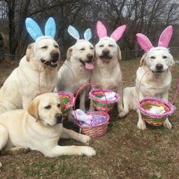 Labrador Retriever All Grown Up from Lake Wood Labrador's