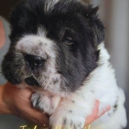 Pugsley - White male Chinese Shar-Pei puppy in Tucson, Arizona from Joplin's Hippo House