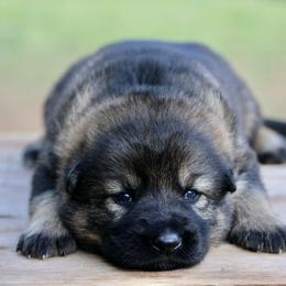 Oxana - Sable female German Shepherd puppy in Cumming, Georgia from Cainedelup