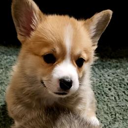 Morticia - Red female Pembroke Welsh Corgi puppy in Ripley, West Virginia from Kari's Pembroke Welsh Corgis